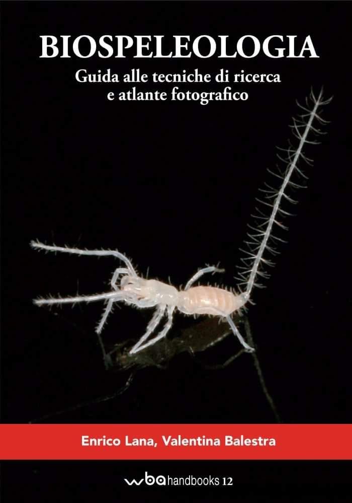 Copertina di Biospeleologia: un palpigrade bianco con il lungo flagello caudale, su fondo nero