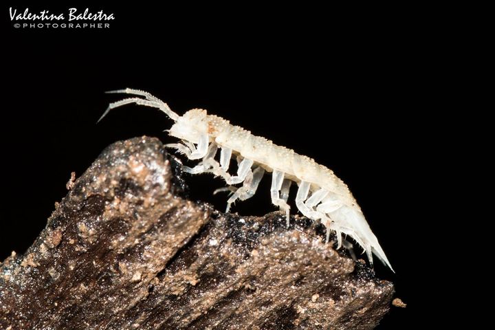 Crostaceo isopode bianco e senza occhi che cammina sul bordo di una zolla di terra