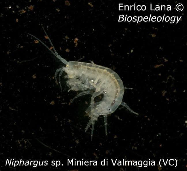 Anfipode traslucido su fondo scuro punteggiato di detriti