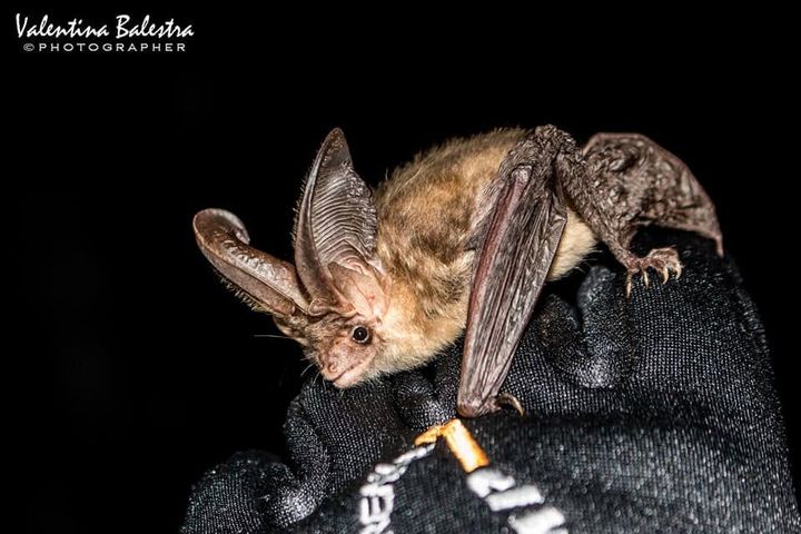 Pipistrello orecchione con le grandi orecchie ripiegate, appoggiato su un guanto nero